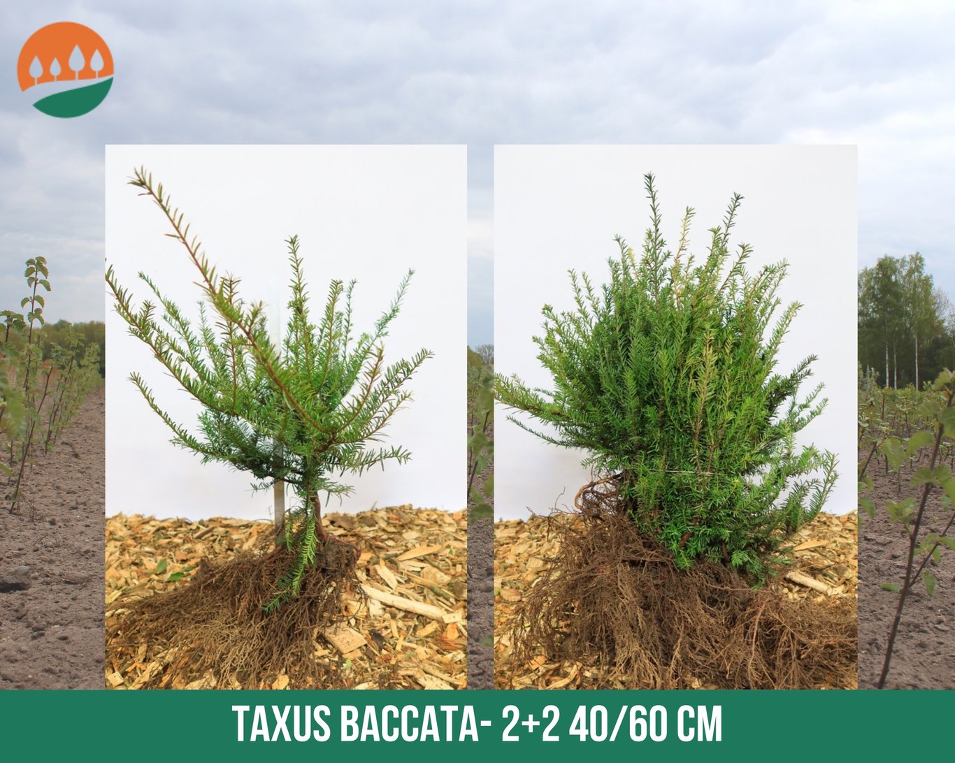 Taxus baccata - 40-60 CM bare root 2/2